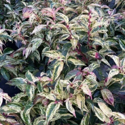 Paisley Pup™ Doghobble -GREAT GARDEN PLANTS Leucothoe Paisley Pup IMG 4