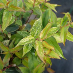 Paisley Pup™ Doghobble -GREAT GARDEN PLANTS Leucothoe Paisley Pup P1214645