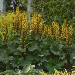 'Bottle Rocket' Ligularia 7 'Bottle Rocket' Ligularia -GREAT GARDEN PLANTS Ligularia Bottle Rocket 3 P sw