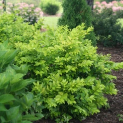 Golden Ticket® Privet -GREAT GARDEN PLANTS Ligustrum Golden Ticket 3