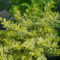 Good Vibrations® Privet