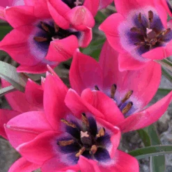 'Little Beauty' Dwarf Tulip -GREAT GARDEN PLANTS LittleBeautyTulip