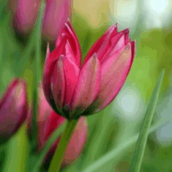 'Little Beauty' Dwarf Tulip -GREAT GARDEN PLANTS LittleBeautyTulip 3