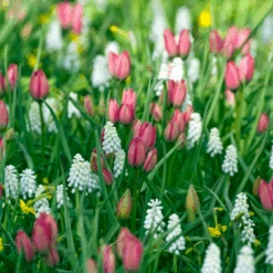 'Little Beauty' Dwarf Tulip -GREAT GARDEN PLANTS LittleBeautyTulip 4