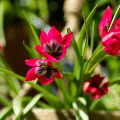 'Little Beauty' Dwarf Tulip