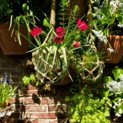 'Little Beauty' Dwarf Tulip -GREAT GARDEN PLANTS LittleBeautyTulip 6