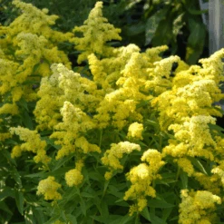 Little Lemon® Goldenrod (Solidago)