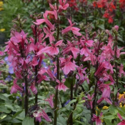 'Starship Deep Rose' Cardinal Flower