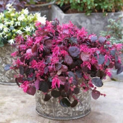 Jazz Hands Bold® Chinese Fringe-Flower -GREAT GARDEN PLANTS Loropetalum Jazz Hands Bold 3
