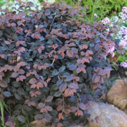 Jazz Hands® Pink Chinese Fringe-Flower -GREAT GARDEN PLANTS Loropetalum Jazz Hands Dwarf Pink 3