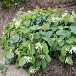 Jazz Hands® White Chinese Fringe-Flower -GREAT GARDEN PLANTS Loropetalum Jazz Hands Dwarf White 3