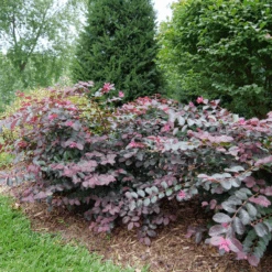 Jazz Hands® Pink Chinese Fringe-Flower -GREAT GARDEN PLANTS LoropetalumJazzHandsPinkP1079773 800x800 9f503d1