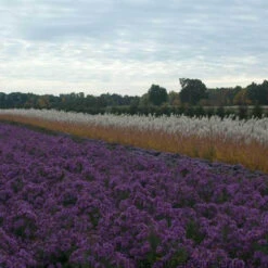 Purple Eulalia -GREAT GARDEN PLANTS MISPU1Q 3 sw