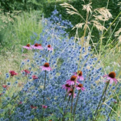 Magical Silver Sea Holly (Eryngium)