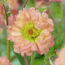 'Mai Tai' Geum