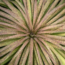 Mad About Mangave® 'Bad Hair Day' Mangave -GREAT GARDEN PLANTS Mangave BadHairDay Mangave 2