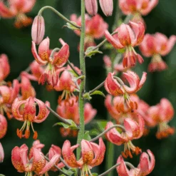 'Manitoba Morning' Martagon Lily (Lilium)