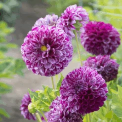 'Marble Ball' Dahlia -GREAT GARDEN PLANTS Marble Ball Dahlia