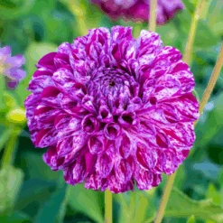 'Marble Ball' Dahlia