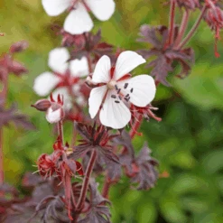 'Midnight Ghost' Cranesbill (Geranium) -GREAT GARDEN PLANTS MidnightGhost Cranesbill Geranium 3