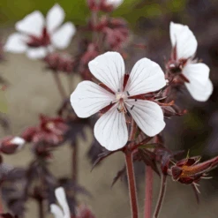 'Midnight Ghost' Cranesbill (Geranium) -GREAT GARDEN PLANTS MidnightGhost Cranesbill Geranium 5