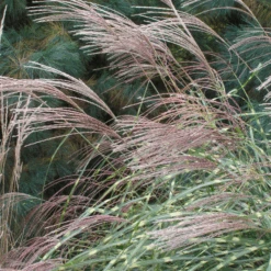 'Little Zebra' Dwarf Zebra Grass (Miscanthus) -GREAT GARDEN PLANTS Miscanthus sinensis Little Zebra