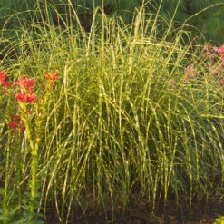 'Little Zebra' Dwarf Zebra Grass (Miscanthus) -GREAT GARDEN PLANTS Miscanthus sinensis Little Zebra 1