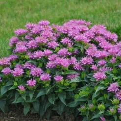 Bee Dazzled Pollinator Collection -GREAT GARDEN PLANTS Monarda Pardon My Lavender 1