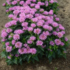 'Pardon My Lavender' Bee Balm -GREAT GARDEN PLANTS Monarda Pardon My Lavender 3 P