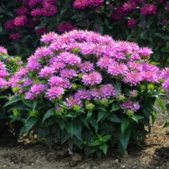 'Pardon My Lavender' Bee Balm -GREAT GARDEN PLANTS Monarda Pardon My Lavender 5 P