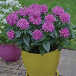 'Pardon My Purple' Bee Balm -GREAT GARDEN PLANTS Monarda Pardon My Purple 1 P