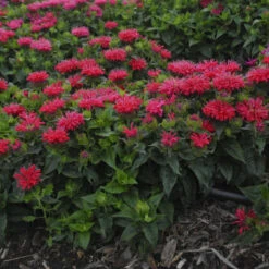'Pardon My Cerise' Bee Balm
