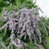 Mop Top™ Fountain Butterfly Bush (Buddleia)