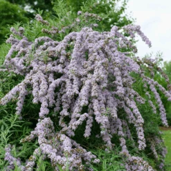 Mop Top™ Fountain Butterfly Bush (Buddleia)