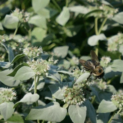 Blunt Mountain Mint (Pycnanthemum Muticum) -GREAT GARDEN PLANTS Mountain Mint Bee