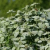 Blunt Mountain Mint (Pycnanthemum Muticum)