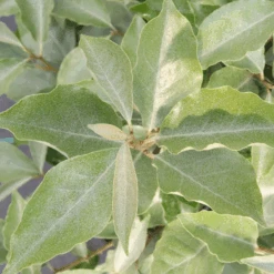 Mr. Smooth™ Seedless Thornless Silverthorn (Eleagnus) -GREAT GARDEN PLANTS Mr.Smooth SeedlessThornlessSilverthorn Eleagnus 2