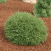 Mr. Bowling Ball® Arborvitae