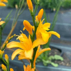 Nova® ‘Gold Dust' Montbretia (Crocosmia) -GREAT GARDEN PLANTS Nova GoldDust Montbretia Crocosmia 2