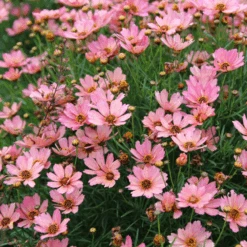 Nova® ‘Sunstone’ Tickseed (Coreopsis)