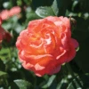 Orange Glow™ Knock Out® Rose