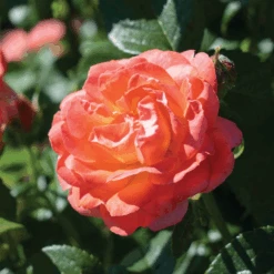 Orange Glow™ Knock Out® Rose