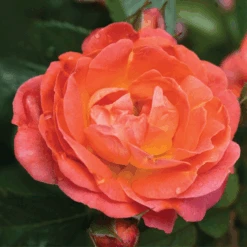 Orange Glow™ Knock Out® Rose -GREAT GARDEN PLANTS Orange Knock Out Rose 2