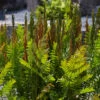 Royal Fern