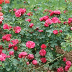 Oso Easy Red Stripe™ Rose -GREAT GARDEN PLANTS OsoEasyRedStripe Rose 2