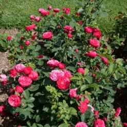 Oso Easy Red Stripe™ Rose -GREAT GARDEN PLANTS OsoEasyRedStripe Rose 3