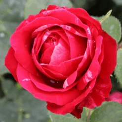 Oso Easy Red Stripe™ Rose -GREAT GARDEN PLANTS OsoEasyRedStripe Rose 4