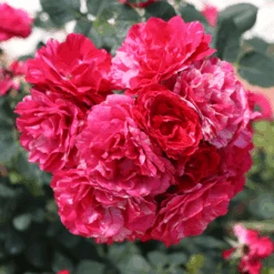 Oso Easy Red Stripe™ Rose -GREAT GARDEN PLANTS OsoEasyRedStripe Rose 5