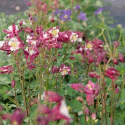 'Biedermeier Mix' Columbine -GREAT GARDEN PLANTS P1037254 800x800 d4c8f1c