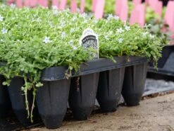 Blue Star Creeper (Isotoma Fluviatilis) -GREAT GARDEN PLANTS P1064381